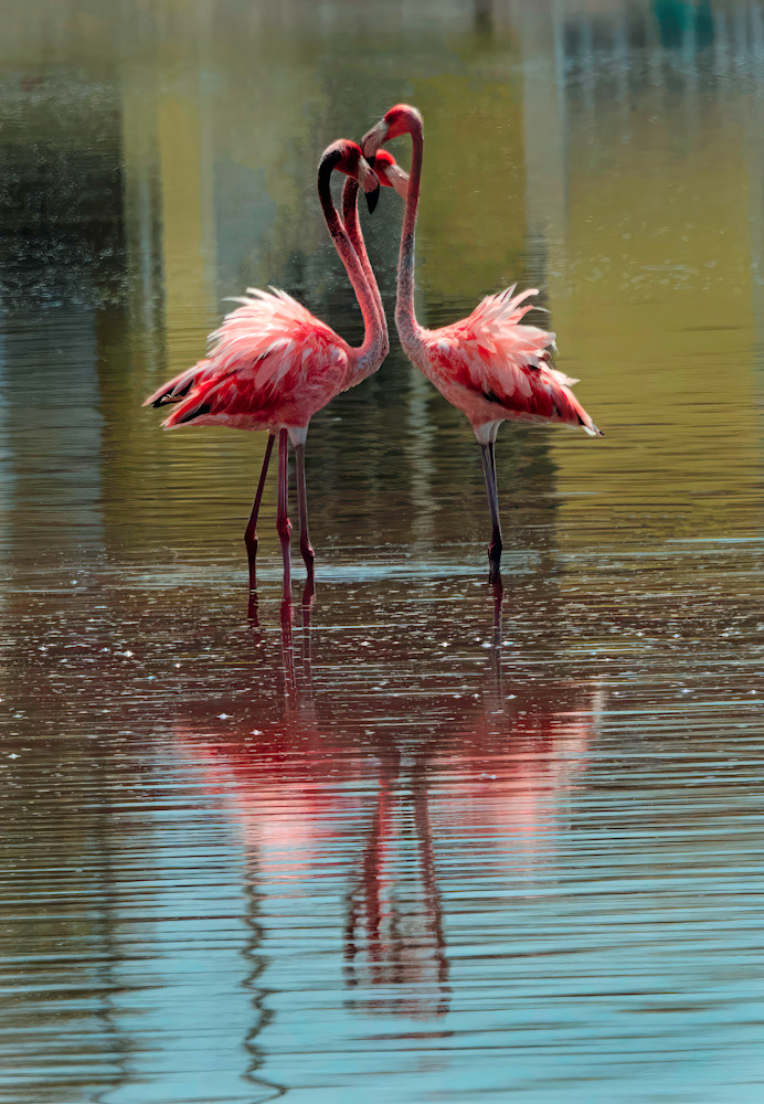 Flamingo Huddle