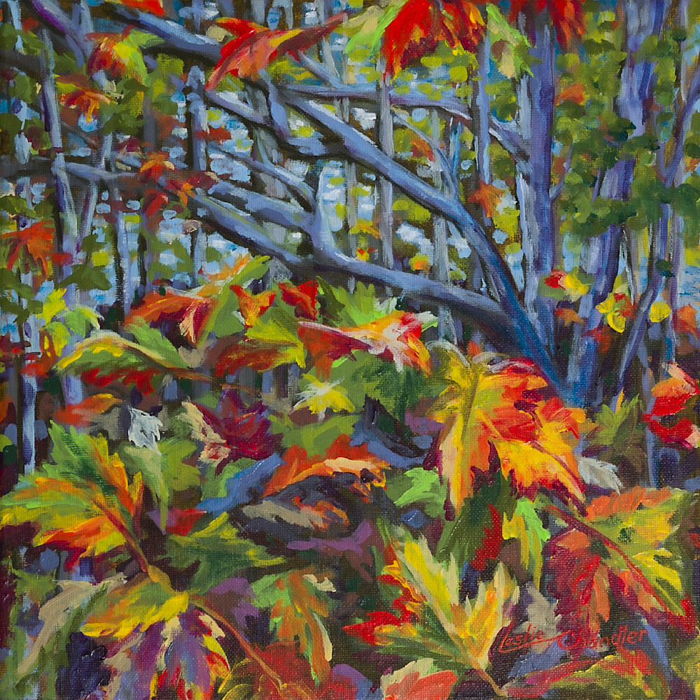 Autumn, colours, leaves, red, orange, yellow, trees, forest