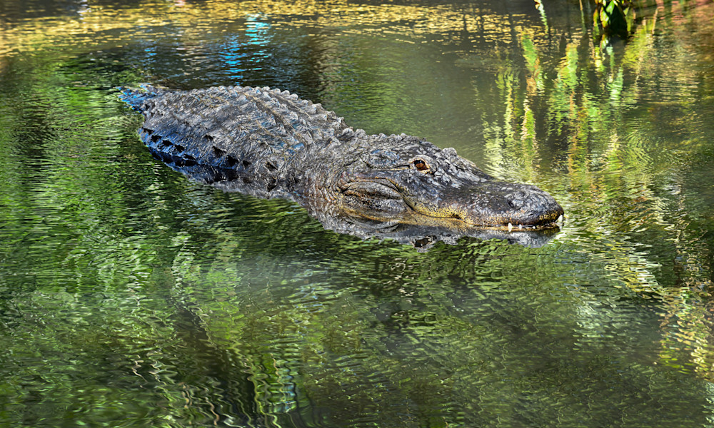 Gator