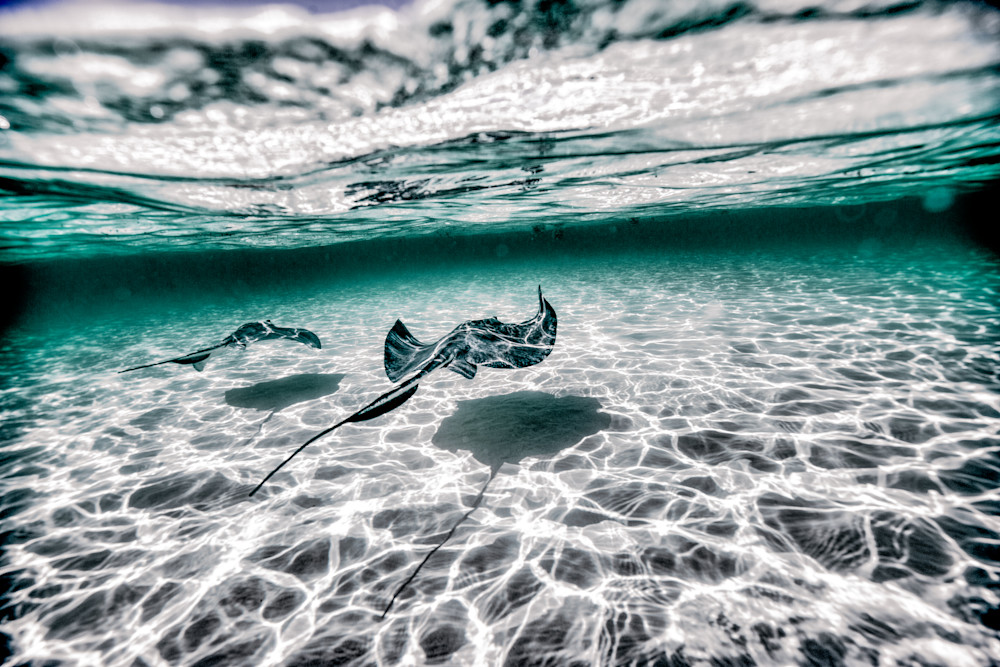 Stingray Fine Art Photos 11 Photography Art Art Sea Love