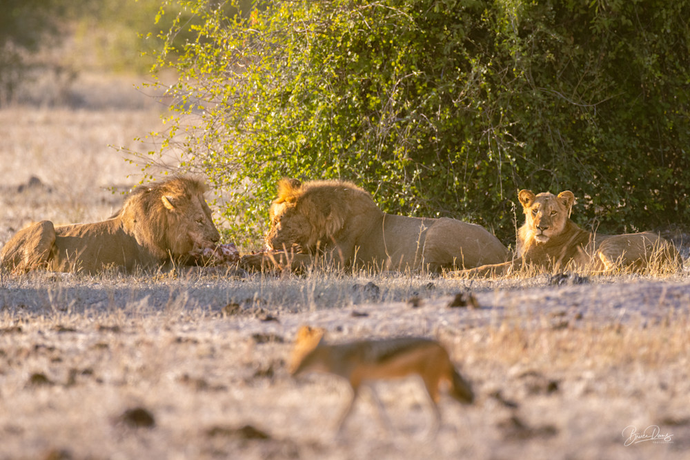 Lions at Breakfast 