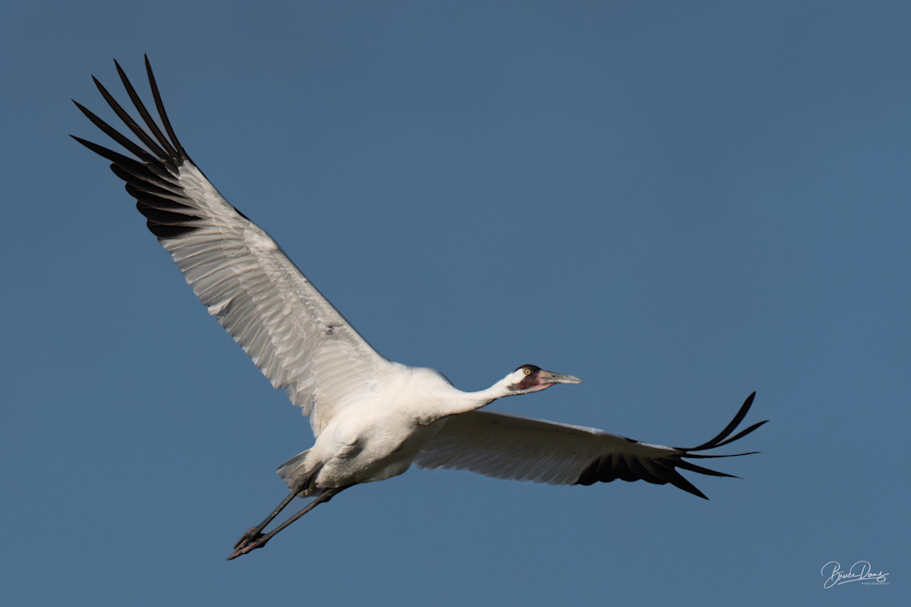 Western Migratory Whooping Crane in Flight