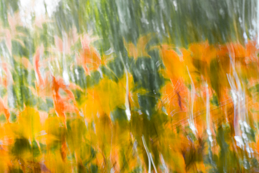 Nature's Tango: A Dance Of Vibrant Orange And Lush Green Photography Art | Srini Balram Photography