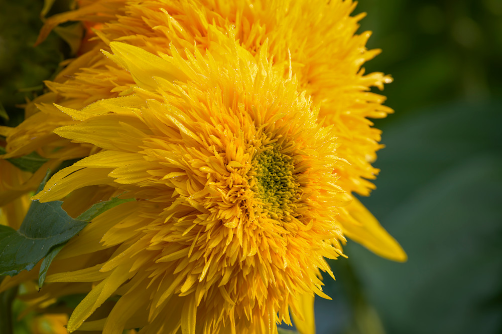"Blooming Sunshine" | Fine Art Photography by Dennis Caskey