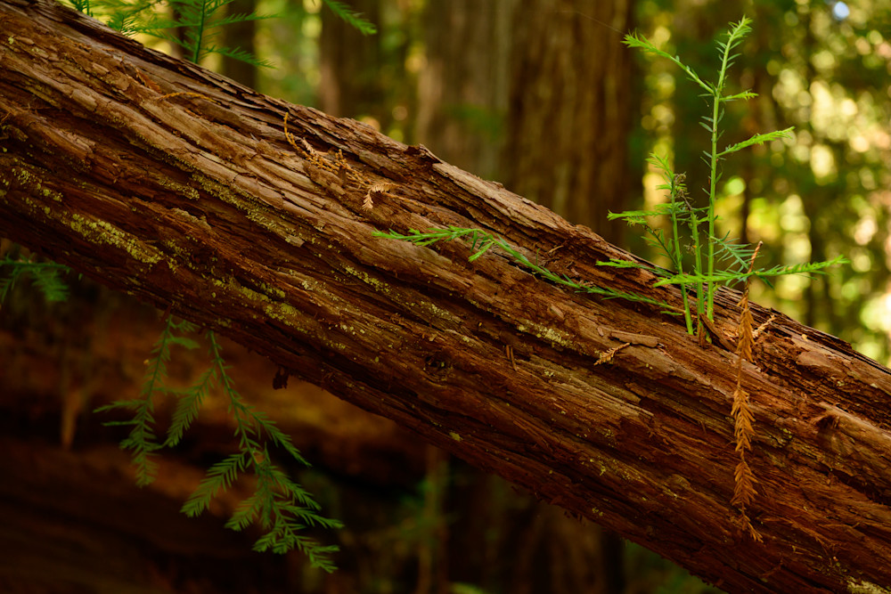 Redwoods No. 3 Photography Art | Aaron Miller Photography 