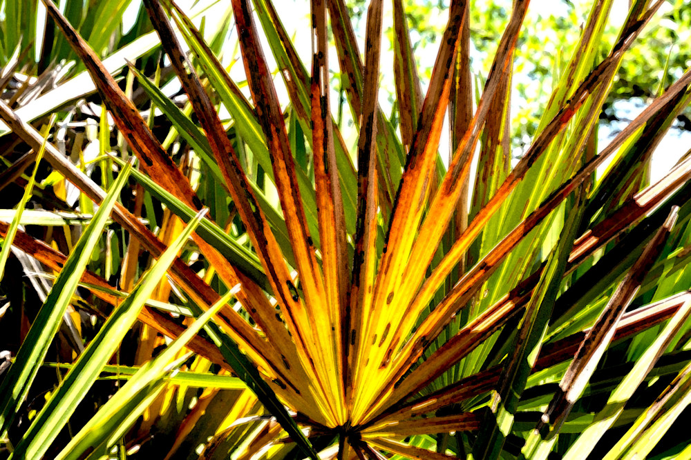 Palmetto Photography Art | Playful Gallery by Rob Harrison