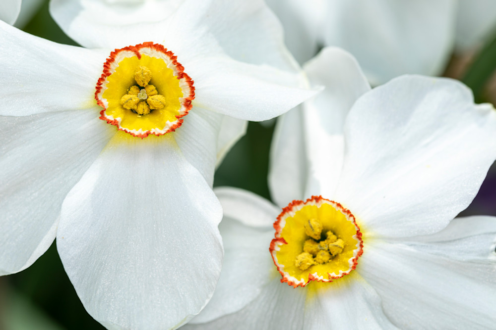 Pheasant's eye daffodil flowers