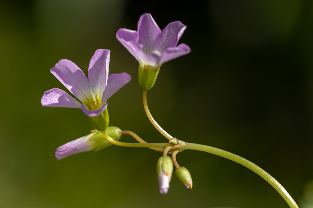 Violet Wood Sorrel