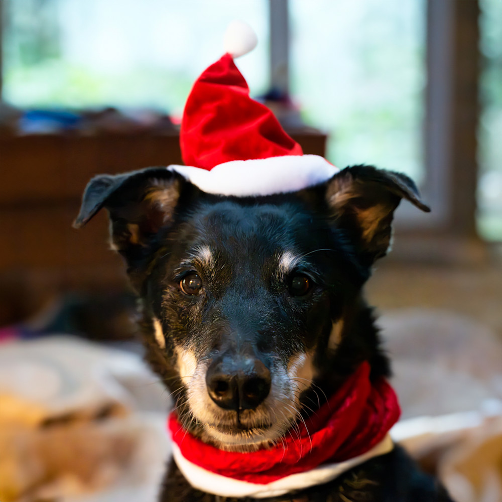 Christmas Elf Photography Art | Playful Gallery by Rob Harrison