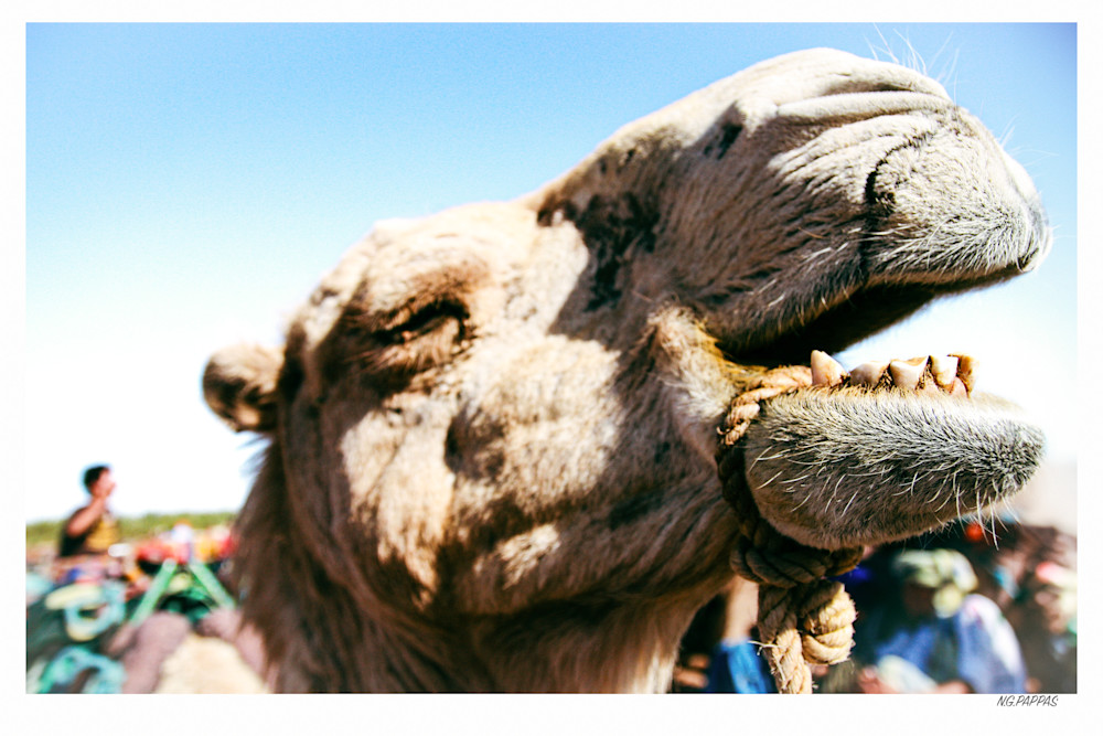 Desert Caravan Photography Art | ng photography