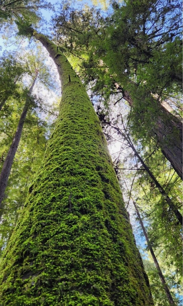 Moss Boss Art | Jeanie Watson