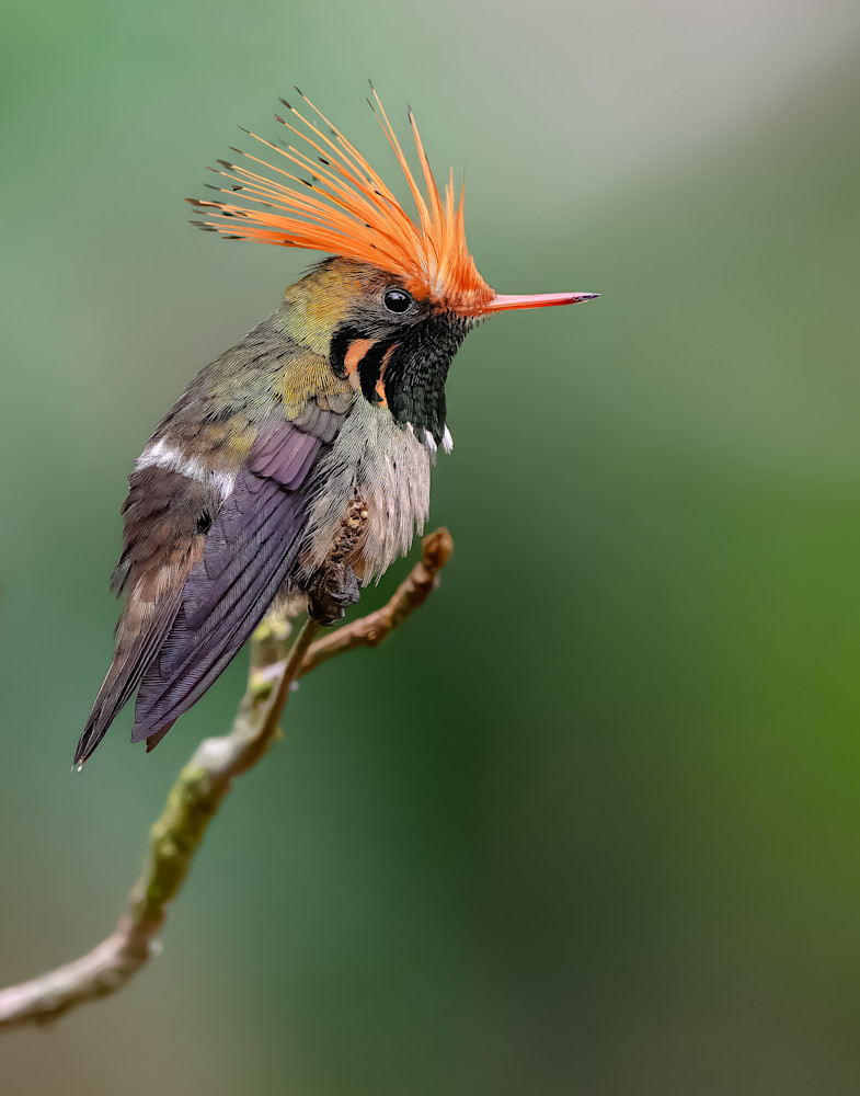 Rufous-crested Coquette Male Hummingbird Art