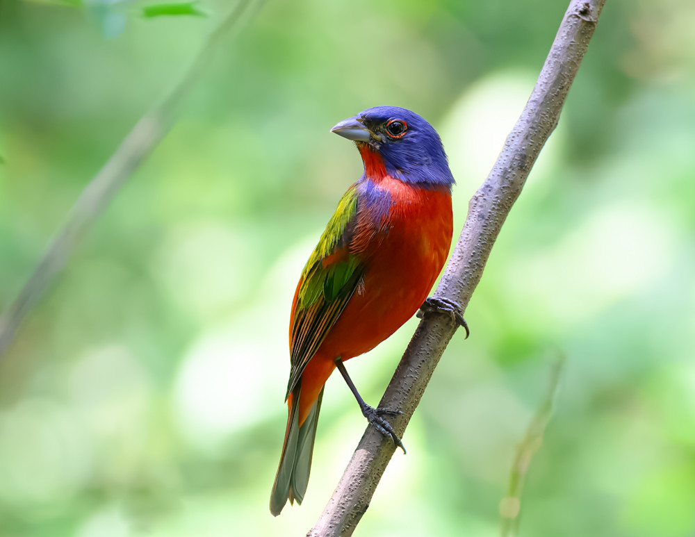 Male Painted Bunting Poising Beautifully 