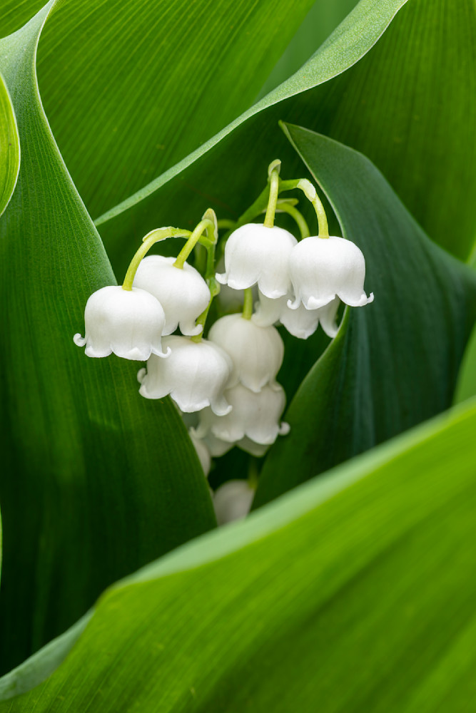 Lily of the Valley flowers