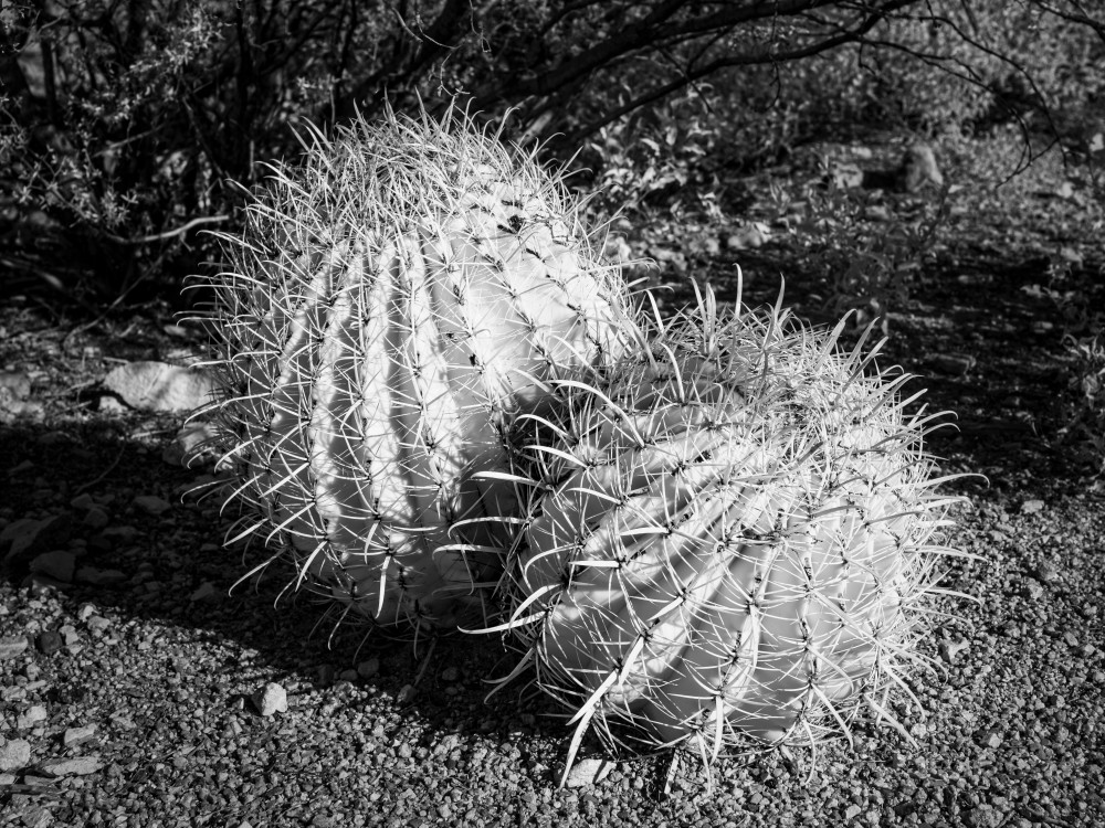 Prickly Partners  Photography Art | Gretchen Shepherd Photography / Images by Gretchen