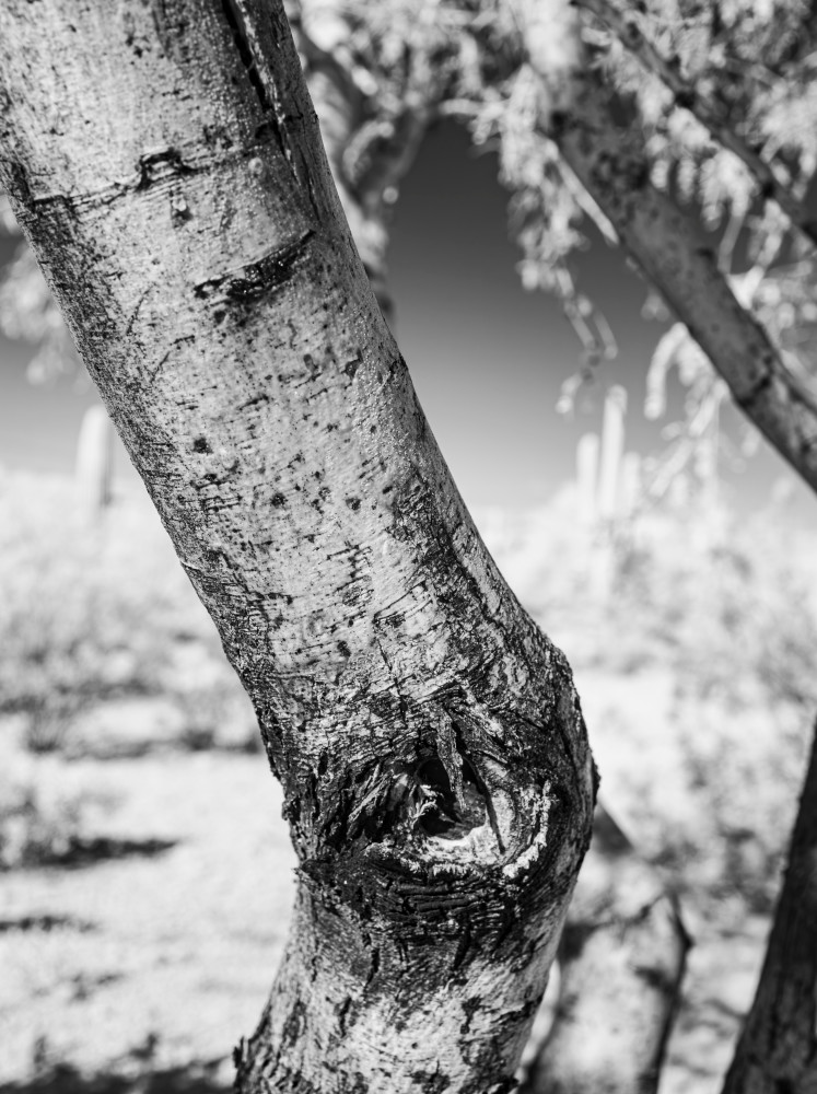 Bent Mesquite Photography Art | Gretchen Shepherd Photography / Images by Gretchen