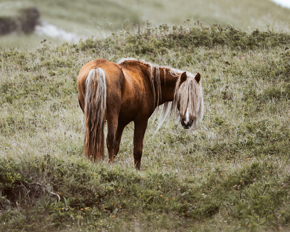 Horses | The Texture of Wild