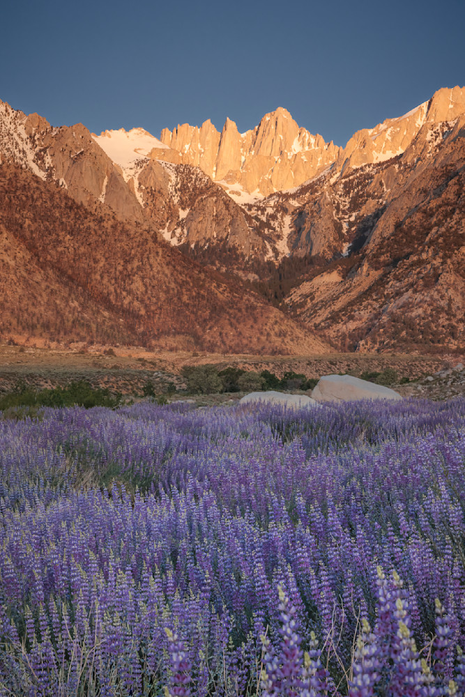 Whitney Sunrise with Lupine