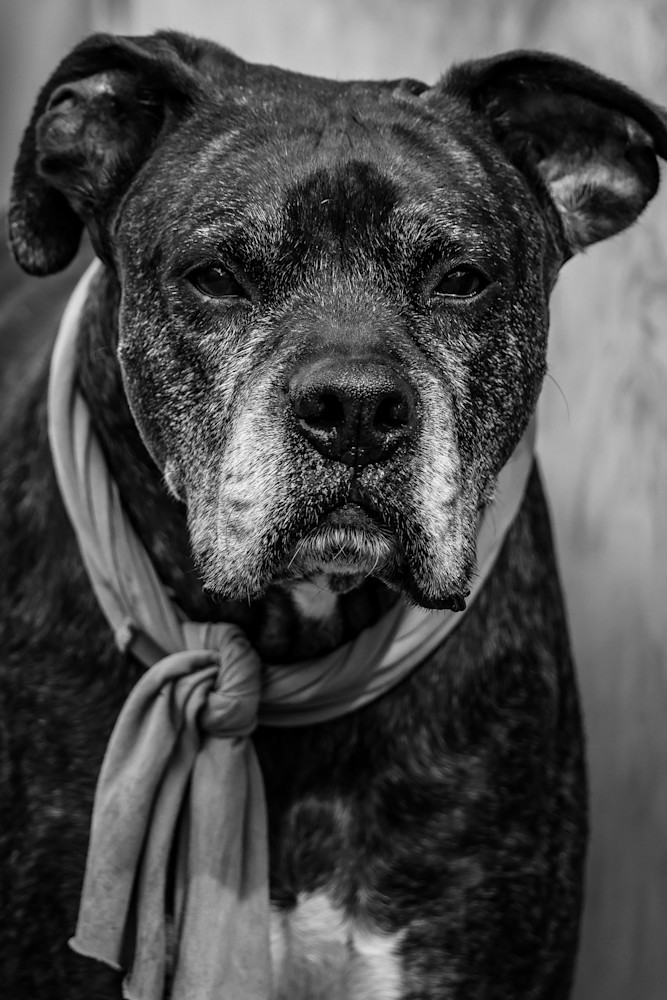 Leo Photography Art | Kevin Morris Photography USA