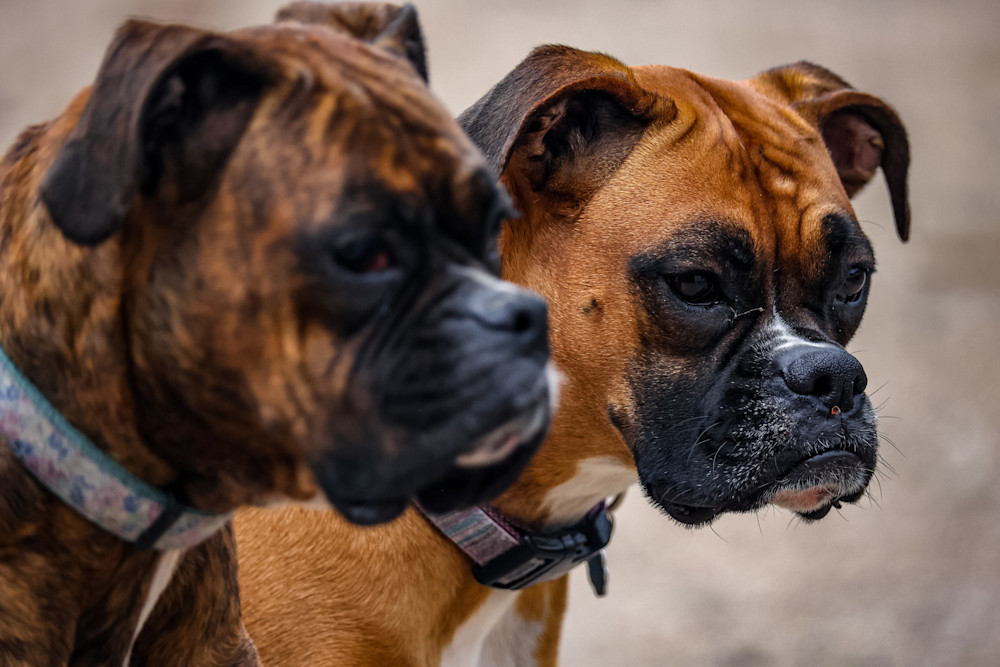 Boxers Photography Art | Kevin Morris Photography USA