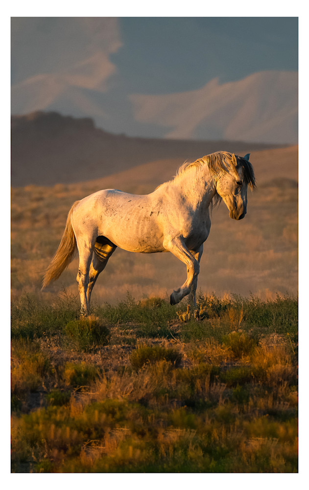 2024 Mustangs Calendar Photography Art Kim Newman Photography