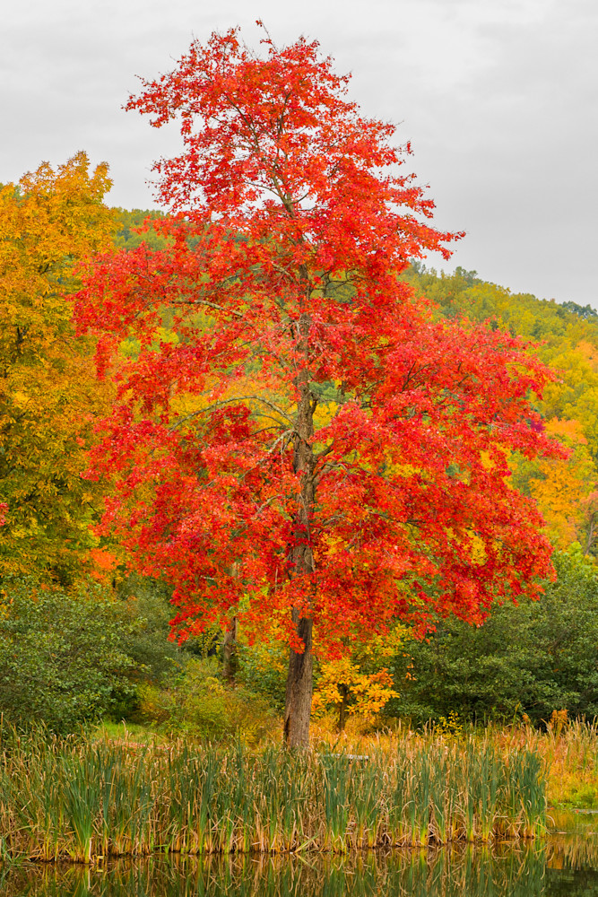 Deep Red Fall Tree Photography Art | Jim Rendos Photography