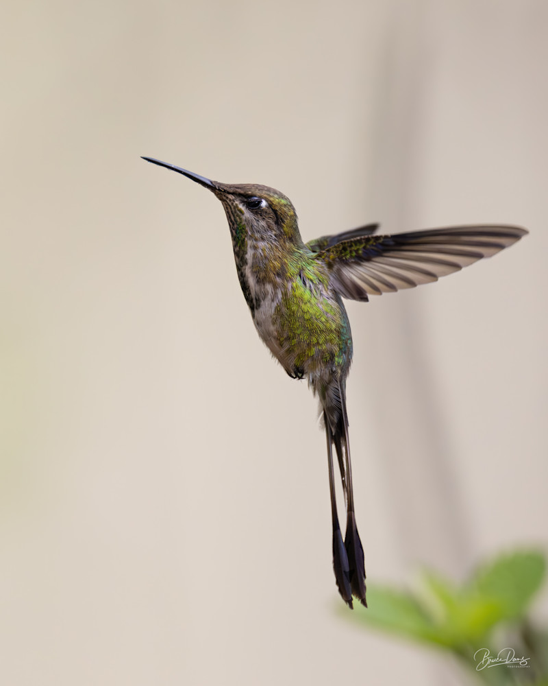 Female Marvelous Spatuletail