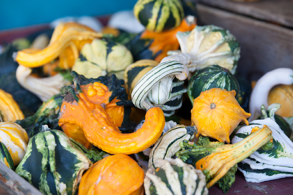 Colorful Gourds: Fall Season Art