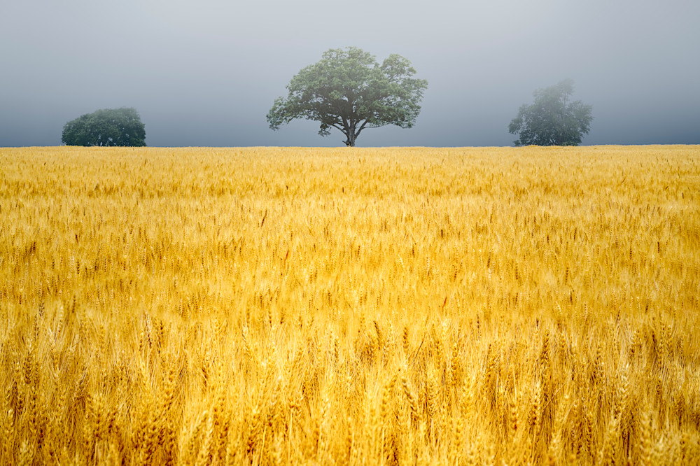 "Guardians of the Grain" | Fine Art Photography by Dennis Caskey