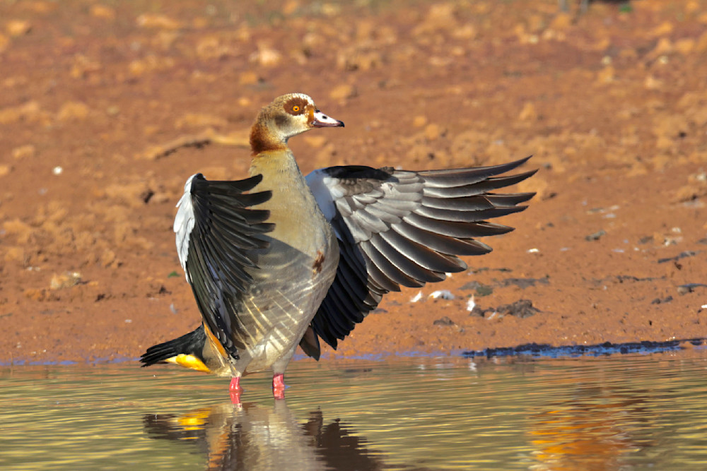 Egyptian Goose Photography Art | Steve Wagner Photography