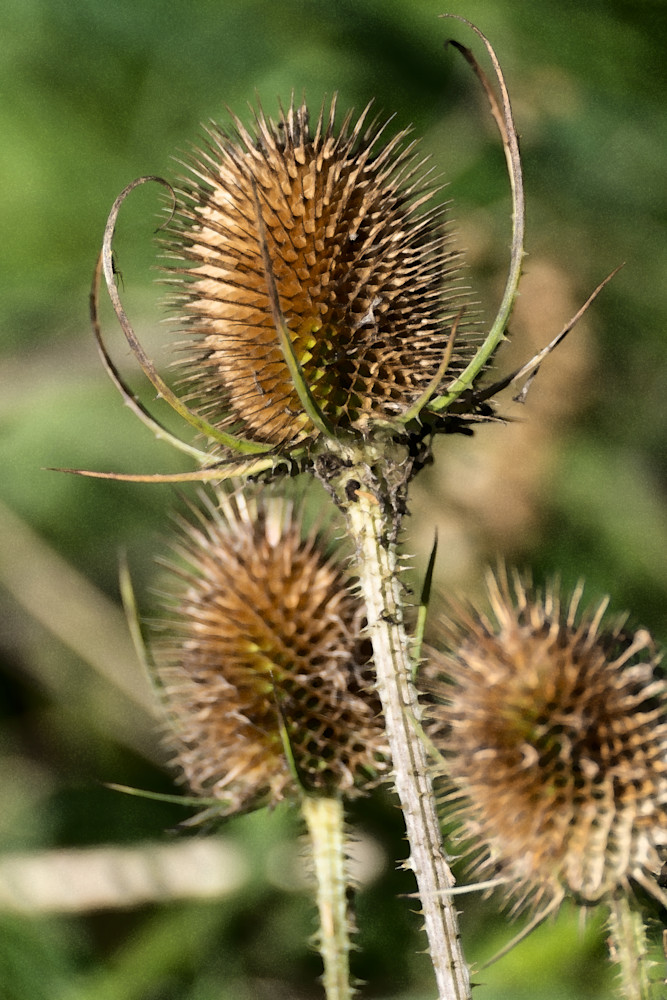 Teasel, Watercolor Photography Art | Playful Gallery by Rob Harrison