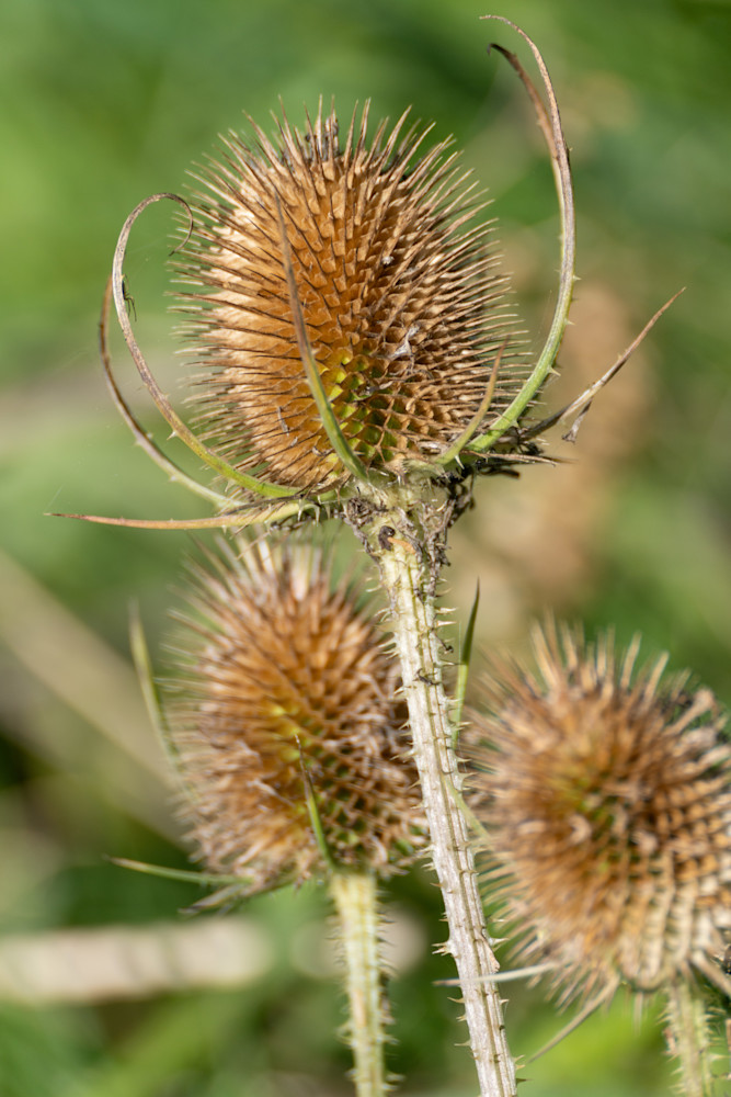 Teasel Photography Art | Playful Gallery by Rob Harrison