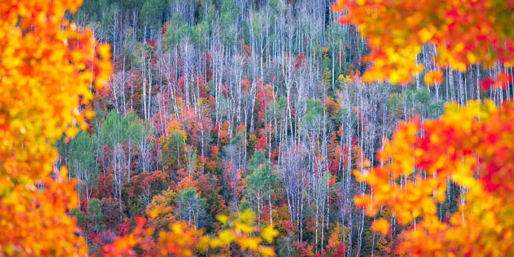 Autumn Bokeh Pano
