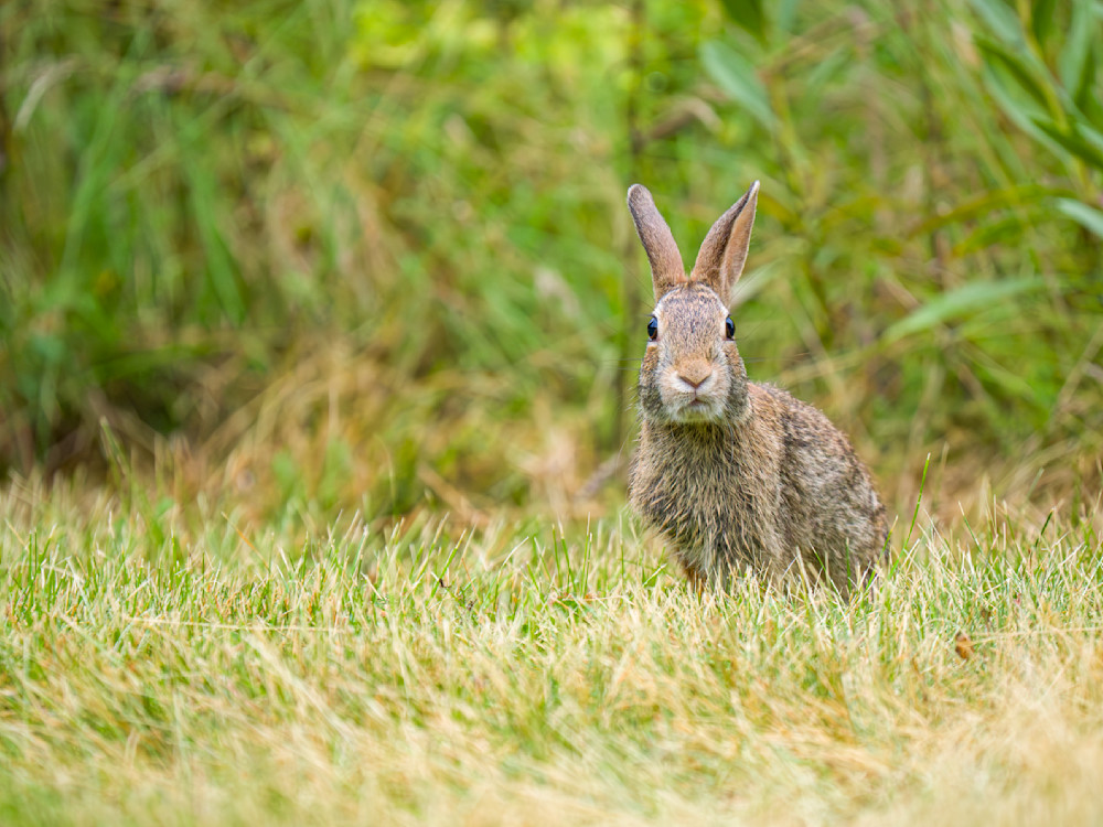 Watchful Juvenile cottontail