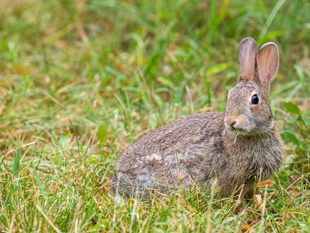 Juvenile cottontail rabbit