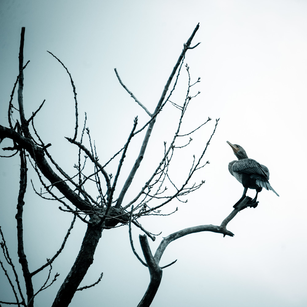 Bird On A Branch Color Photography Art | Susan Halpin