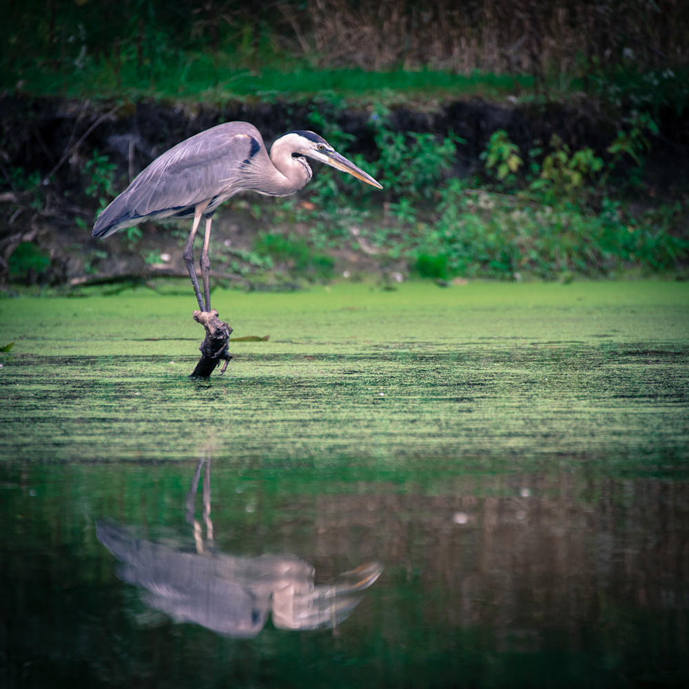 Blue Heron 3 Photography Art | Susan Halpin