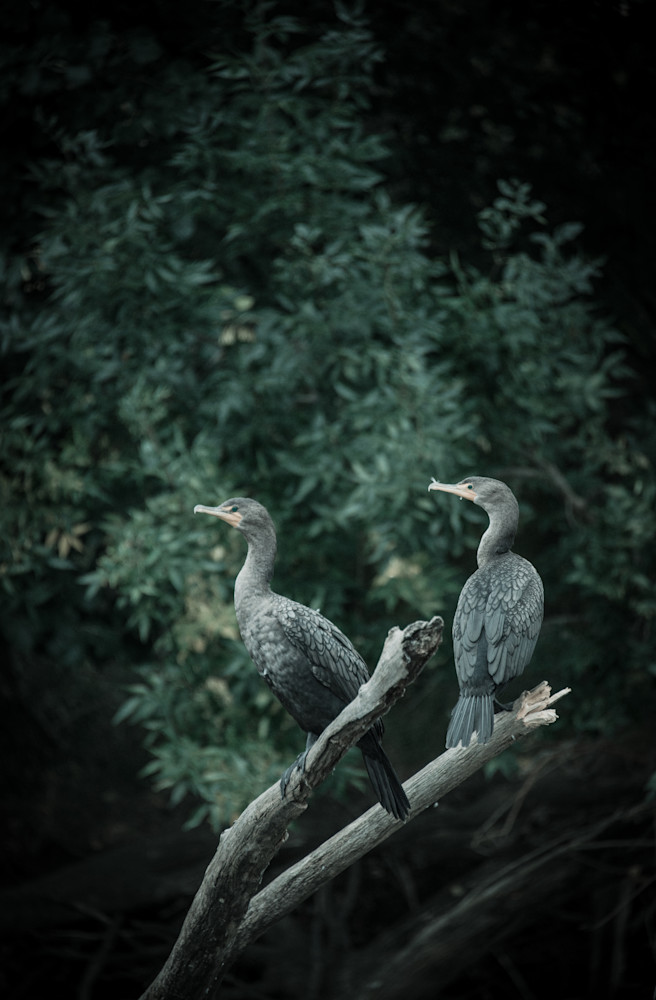 Two Birds Pastel Photography Art | Susan Halpin