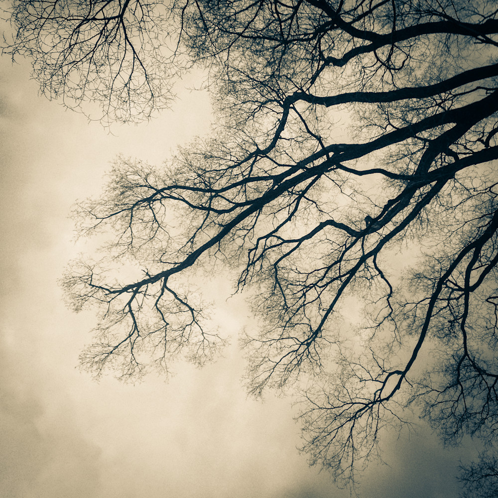 Tree3 Photography Art | Susan Halpin