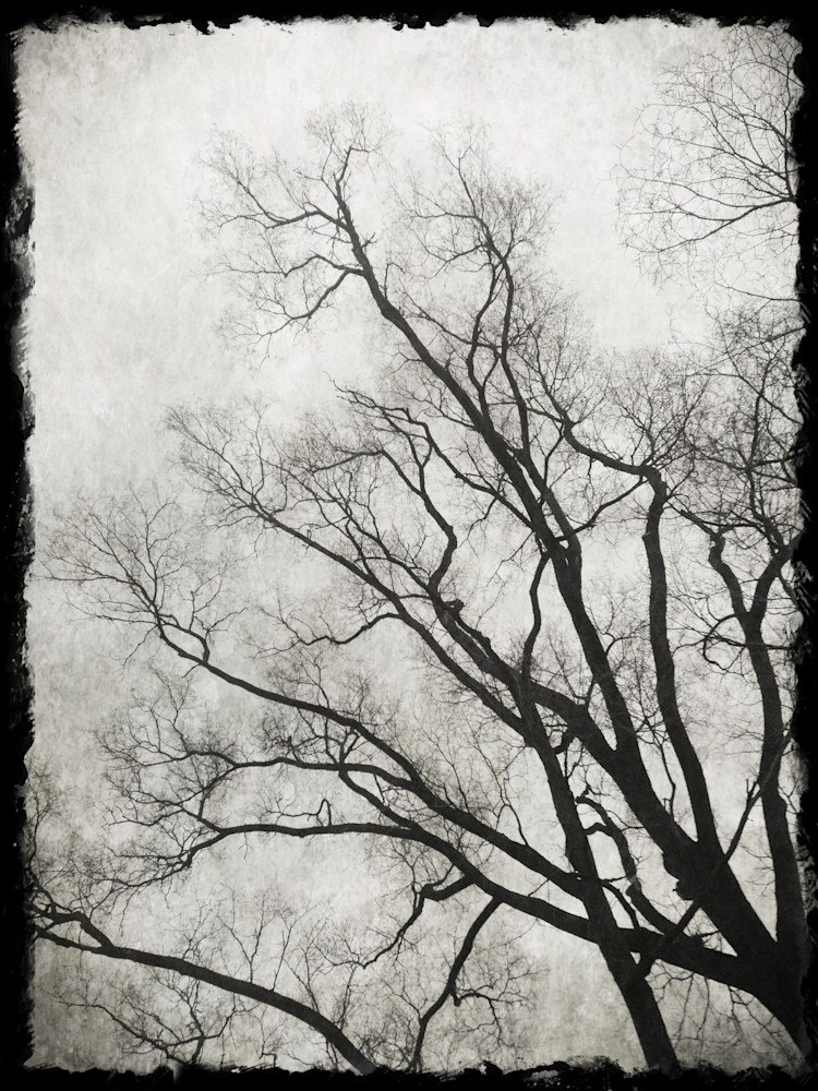 Tree4 Photography Art | Susan Halpin