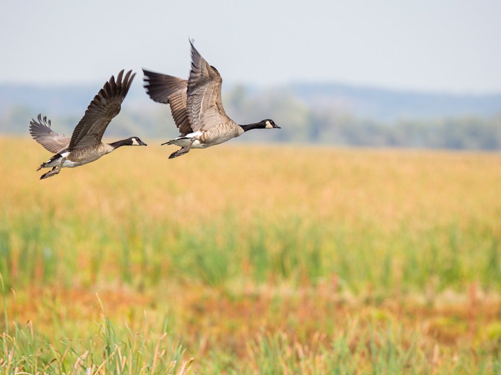 Low flying Canada Geese