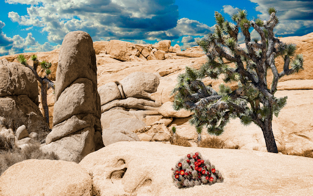 Joshua Tree Nat Park Photography Art | Outwater Productions