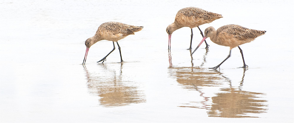 Sand Pipers Mission Beach 2 Photography Art | Outwater Productions