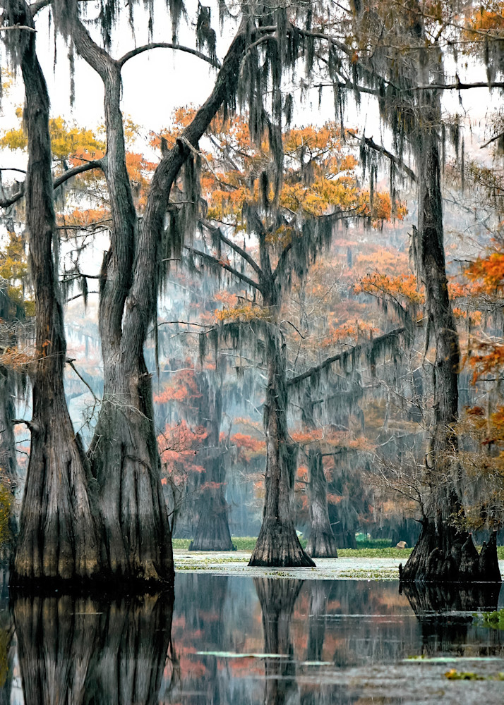 Towering Cypress Photography Art | Paul Keith Photography