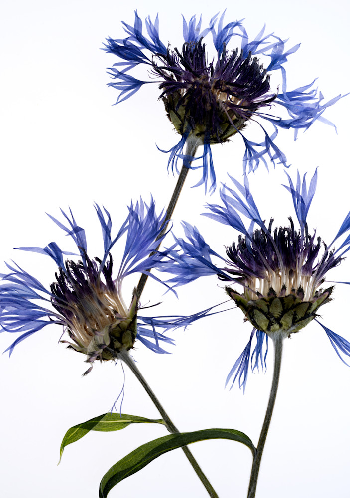 Cornflower Photography Art | Outwater Productions