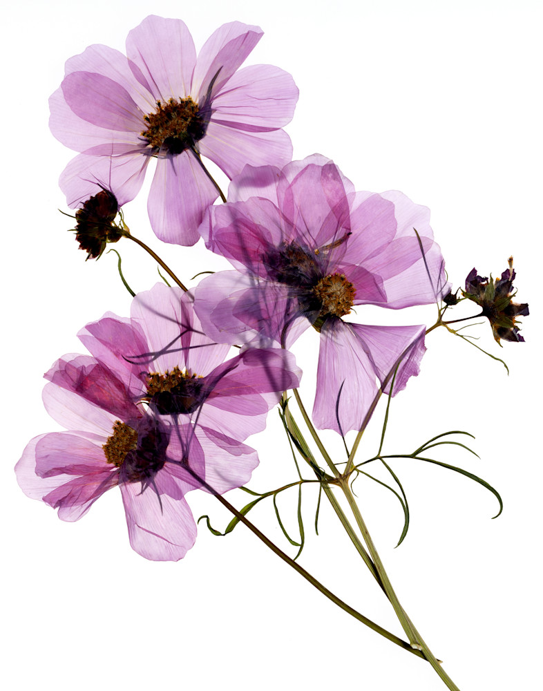 Garden Cosmos Photography Art | Outwater Productions