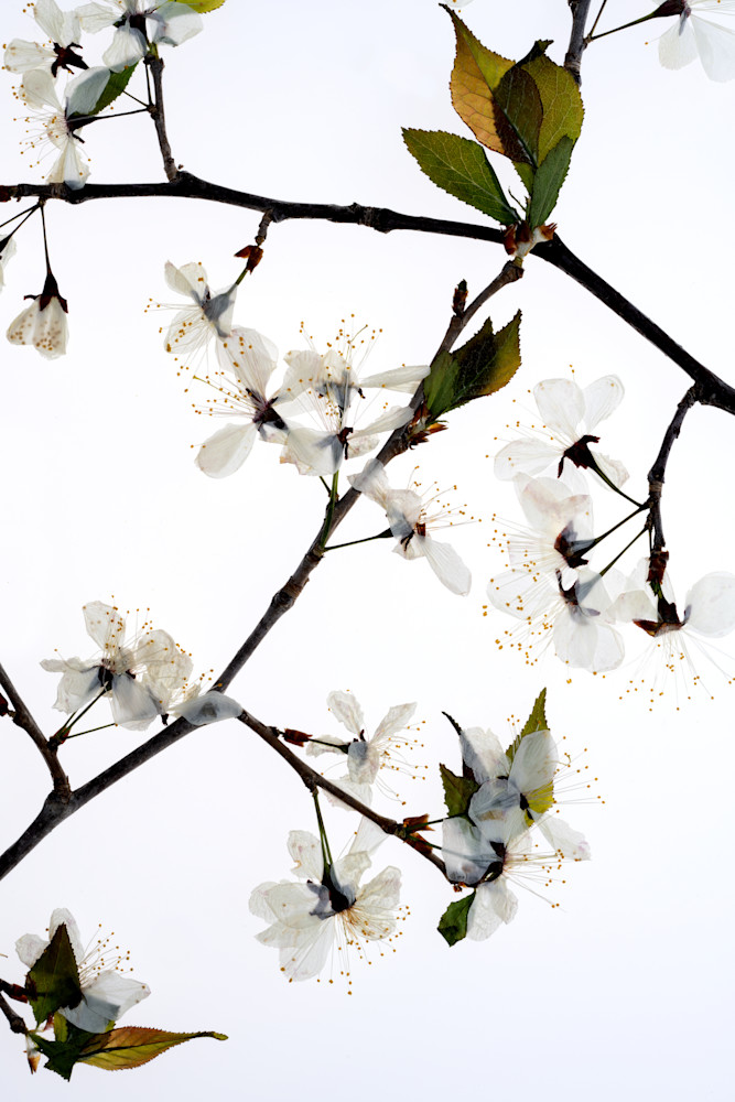 Japanese Cherry Photography Art | Outwater Productions