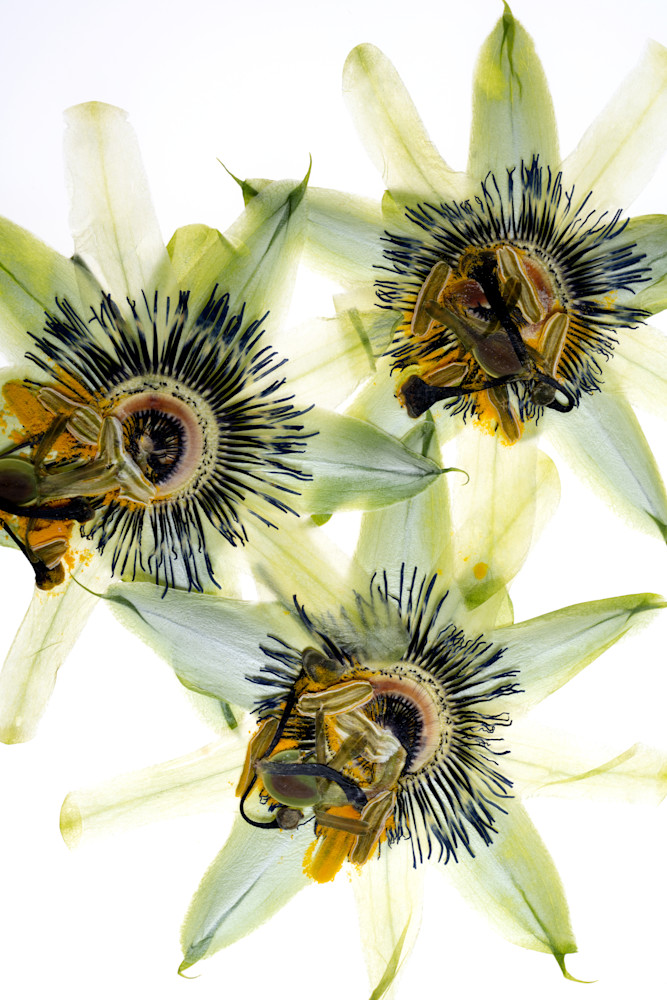 Passion Flower Photography Art | Outwater Productions
