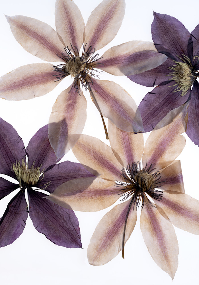 Passion Flower Clematis Photography Art | Outwater Productions