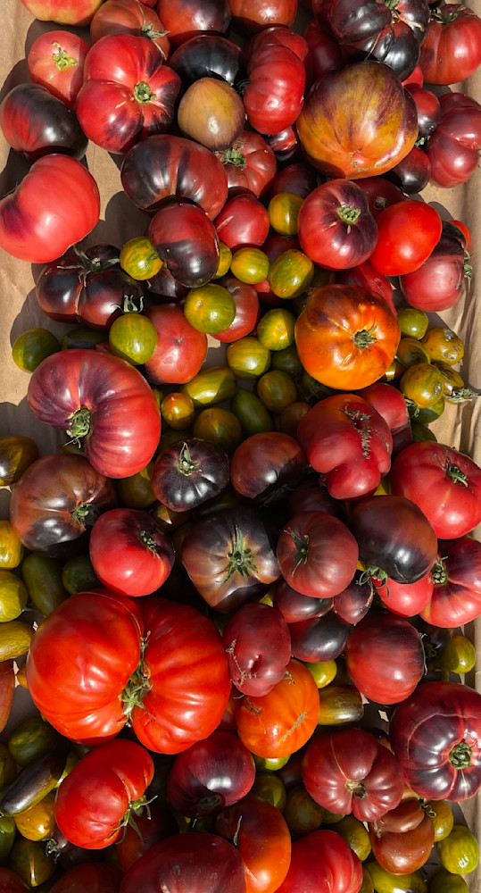 You Say Tomatoes! 2023 Photography Art | suziebiehler